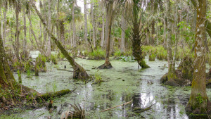 Day 8 - Silver River-ocklawaha-3
