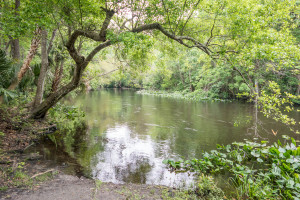 Day 8 - Silver River-ocklawaha-4