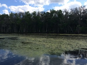 Day 10 - algae on river in Clay County