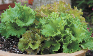 fnl-gardening-january-blues-1701_edited