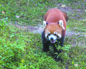 fnl-travel-pandas-1701a