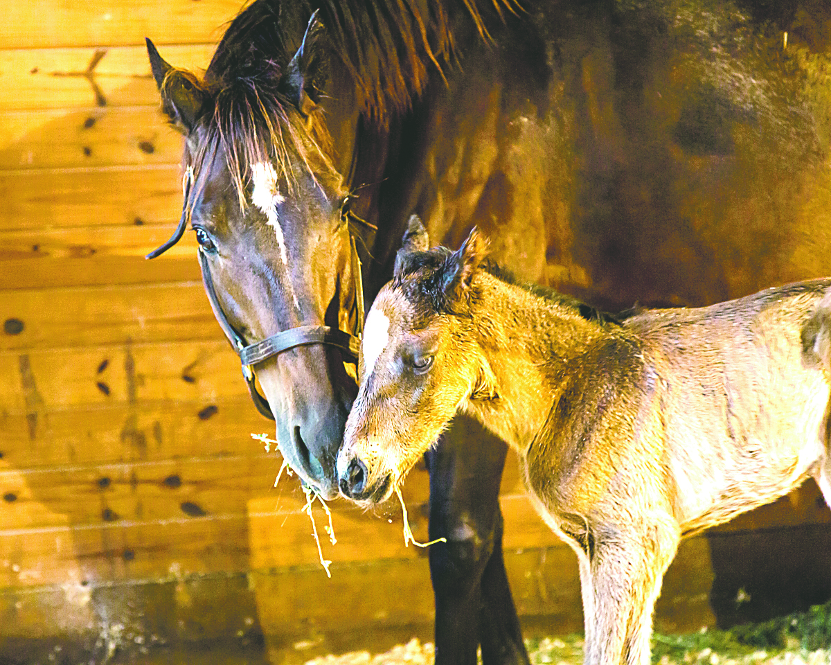 fnl-travel-ocala-horse-farms-1703a