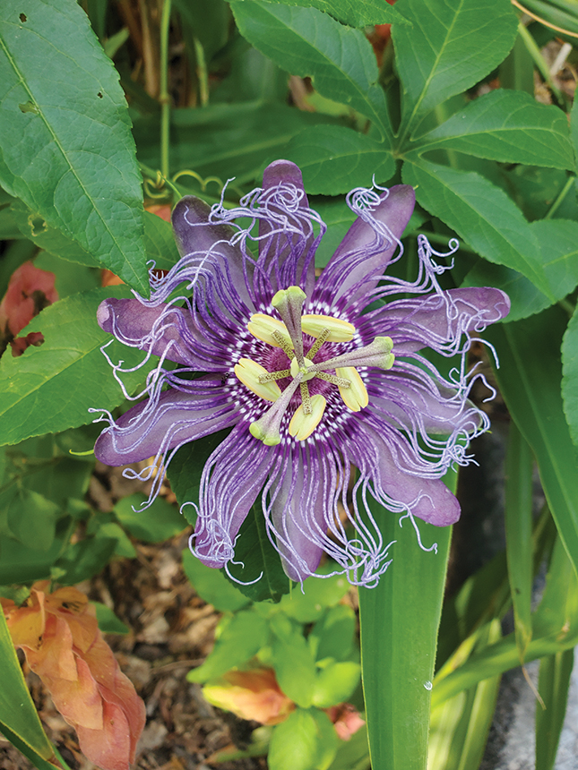 FNL Gardening Summer Observations 2208G