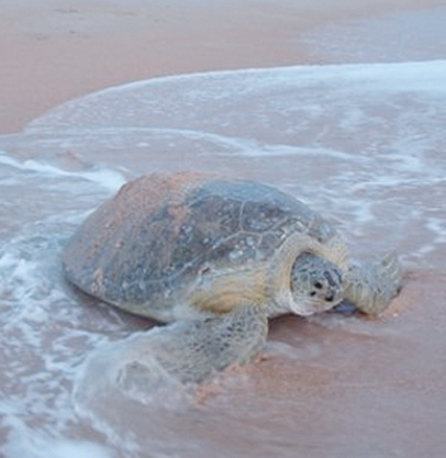 Sea turtle cmyk_edited