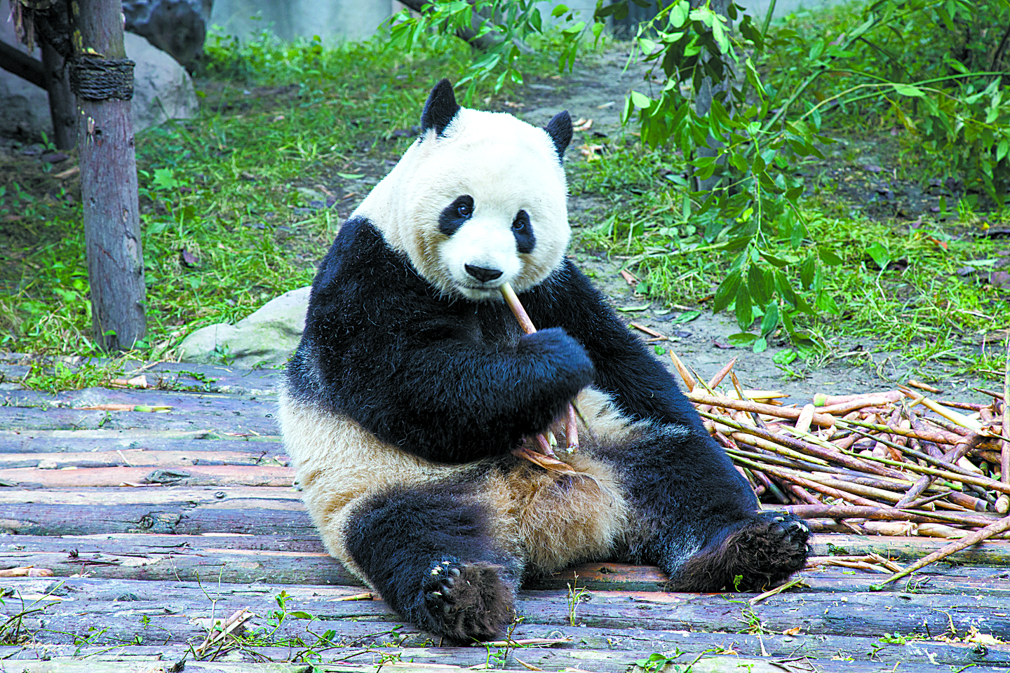 fnl-travel-pandas-1701b