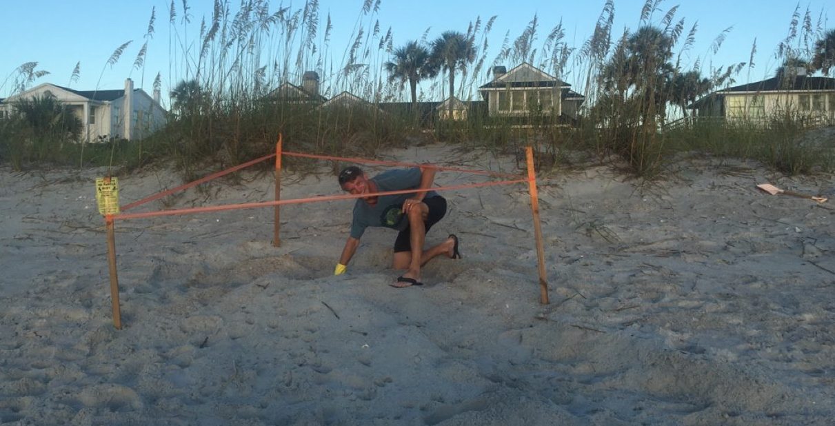 pvn-sea-turtle-season-1805c