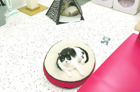 PVN Love Me True Rescue 1902A_LO