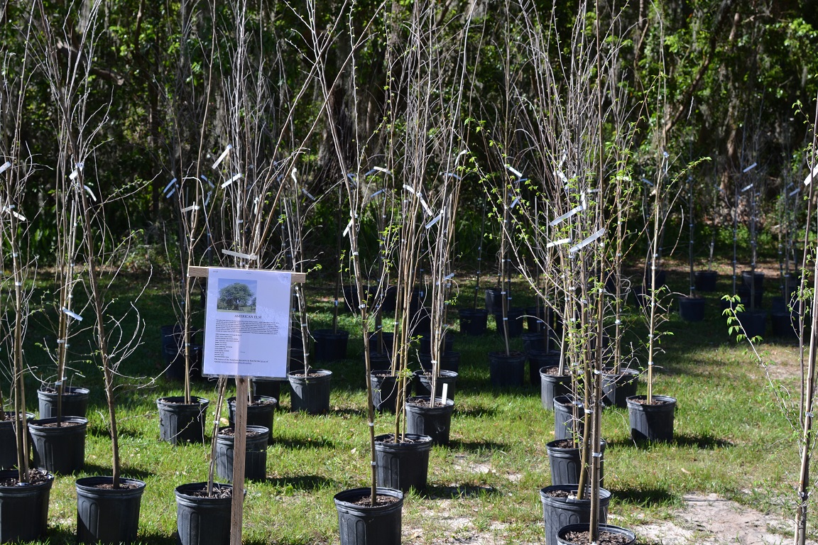 MNL Mand Comm Club Tree Giveaway 2002A