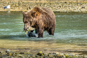 FNL Travel Alaska 2011A LO