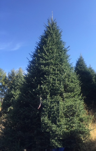 MNL Mand Comm Club tree lighting 2012