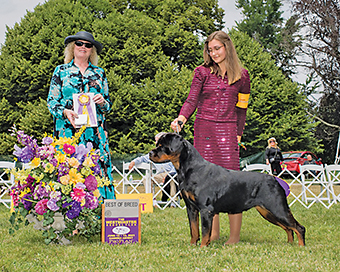 Mandarin junior handler's Rottweiler wins Best of Breed at Westminster -  Florida NewsLine