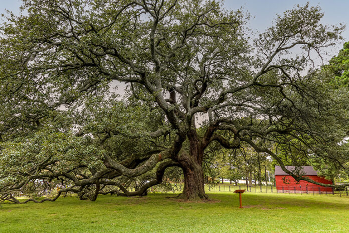 FNL Travel Famous Trees 2202B