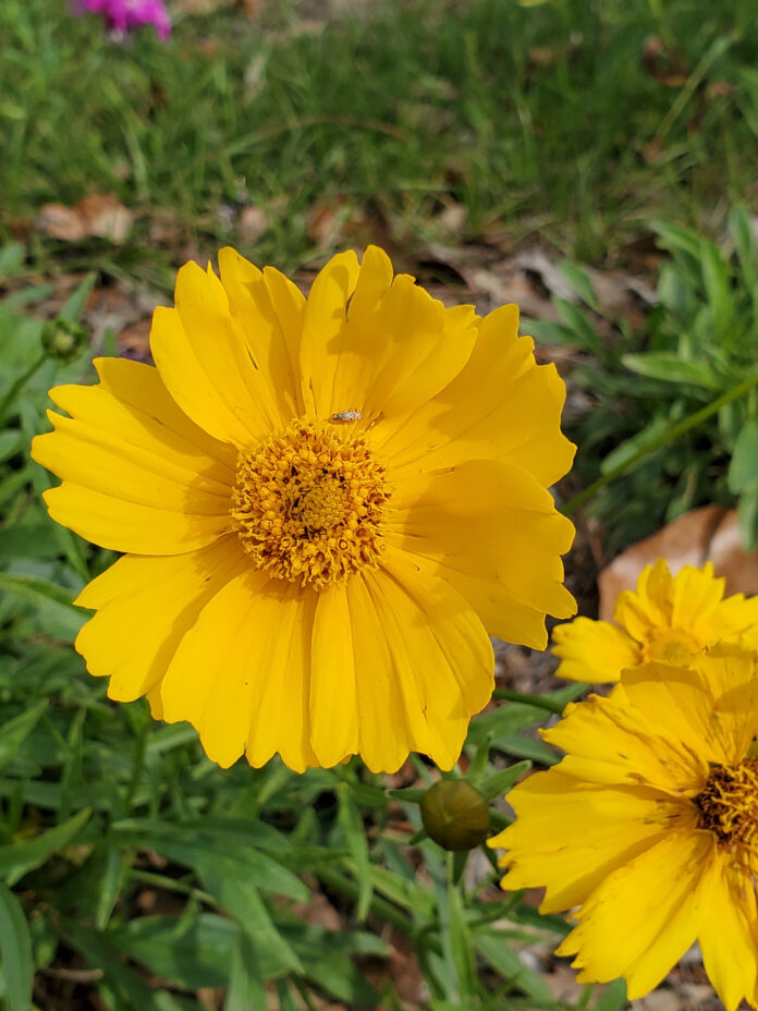 FNL Gardening Welcome to Spring 2304A