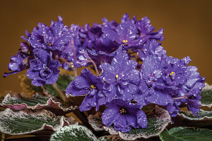 Cajun's Blueberry HIll