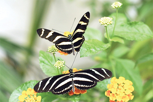 !TCL Butterflies Alpine Groves Park 2308A-0