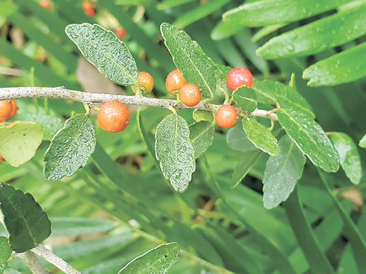 FNL Gardening WInter Wonderland 2312