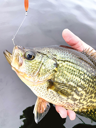 FNL Jimmy’s Fishing Report 2402