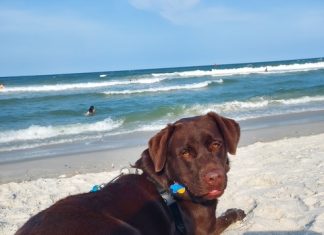 Meet Kylo: October BFF of the Month, Mandarin