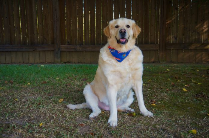 PVN BFF Theodore 2510