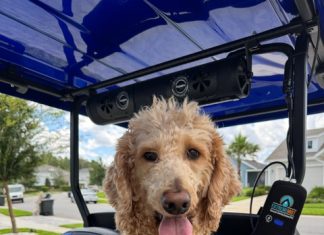 Meet Maxon: November BFF of the month, Ponte Vedra