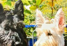 Meet Fala and Finlay: December BFF of the Month, CreekLine