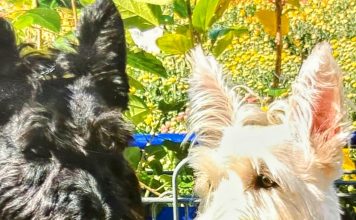 Meet Fala and Finlay: December BFF of the Month, CreekLine