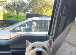 Meet Lucy: January BFF of the month, Mandarin