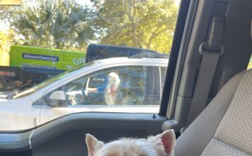 Meet Lucy: January BFF of the month, Mandarin