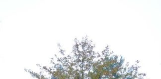 A blackgum (tupelo) tree showing a wide, spreading form with seasonal color change, valued for its fall foliage and wildlife support.