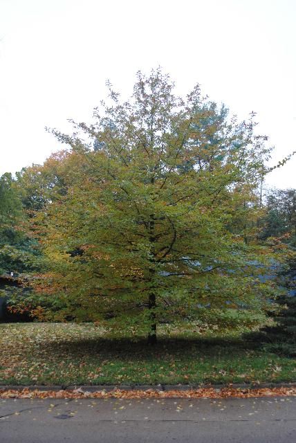 Blackgum A blackgum (tupelo) tree showing a wide, spreading form with seasonal color change, valued for its fall foliage and wildlife support.