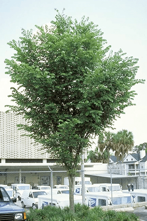 A Florida elm tree with an upright form and dense green canopy, commonly used as a shade tree in urban and campus landscapes.