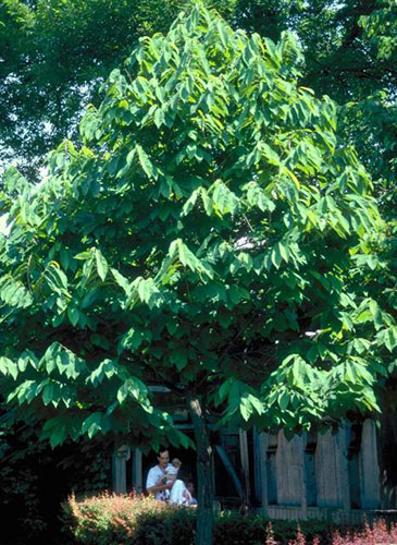 A pawpaw tree with broad, drooping leaves and a rounded crown, often found in understory or backyard settings and known for its edible fruit.