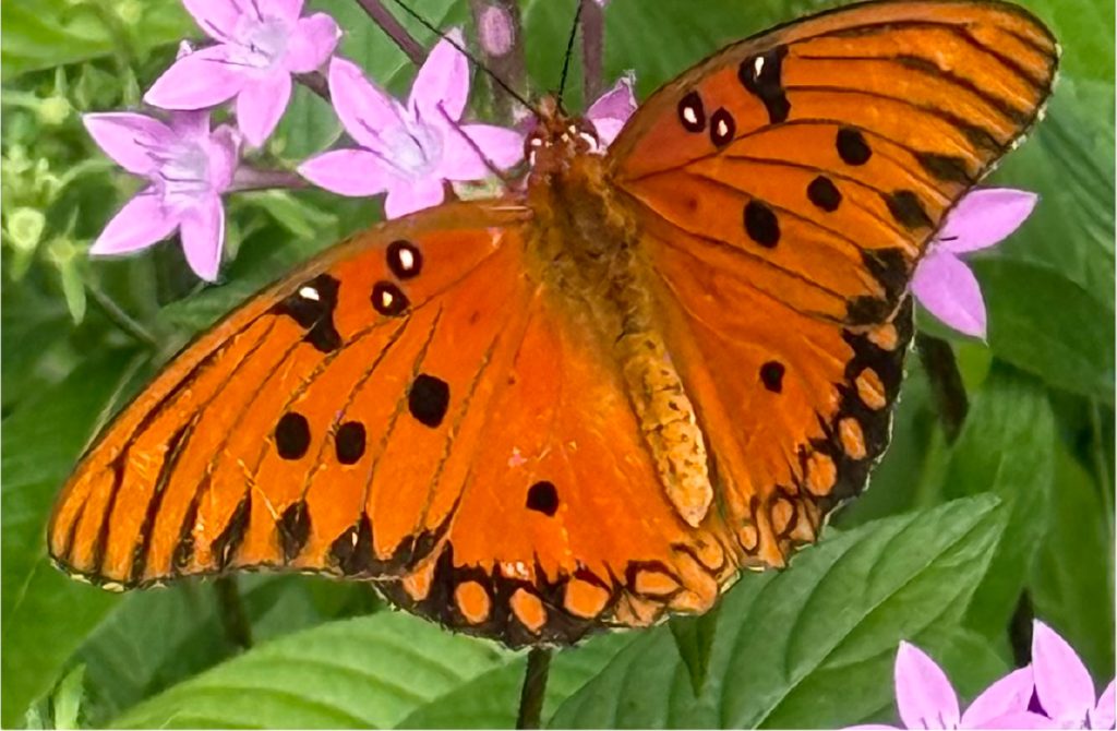 A monarch butterfly feeds on nectar, highlighting the importance of providing early-season blooms for pollinators in the March garden. Photo courtesy Connie Doyle