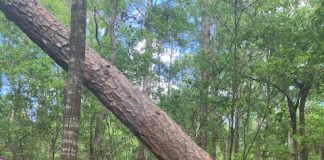 A Coastal Friends member pauses for a photo during a nature outing. The club’s March luncheon will feature a presentation on bird conservation and native habitats by Elizabeth Filippelli of the Duval Audubon Society. Photo courtesy Coastal Friends