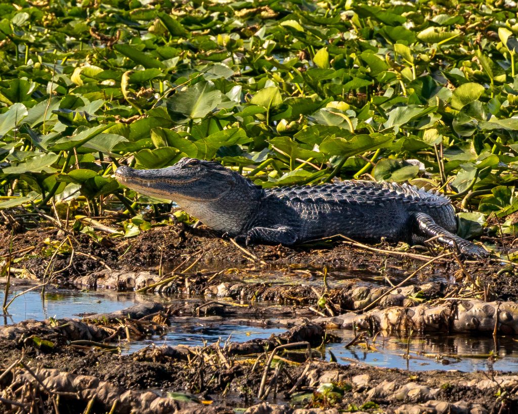 Alligators are a common sight during airboat excursions through the wild marshlands of Kissimmee. Photo courtesy of Debi Lander.