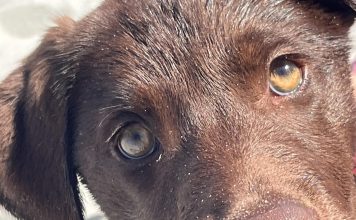 Meet Arthur: May BFF of the Month, First Coast NewsLine