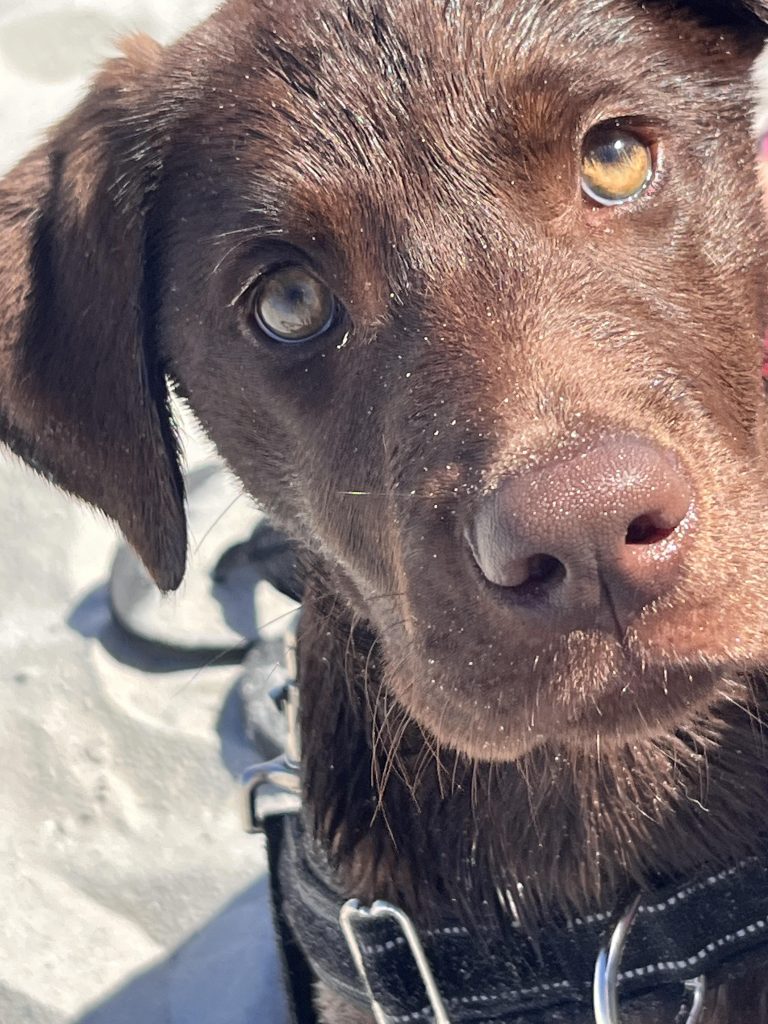 Meet Arthur: May BFF of the Month, First Coast NewsLine