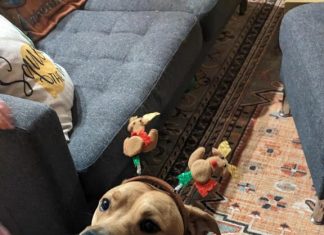 Meet Biscuit: March BFF of the Month, Mandarin NewsLine