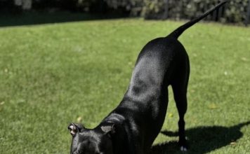 Meet Kodak: April BFF of the Month, First Coast NewsLine