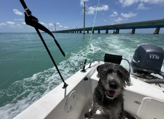 Meet Noodle: March BFF of the Month, First Coast NewsLine