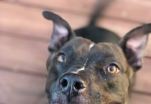 Meet Reggie: May BFF of the Month, Mandarin NewsLine