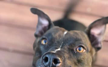 Meet Reggie: May BFF of the Month, Mandarin NewsLine