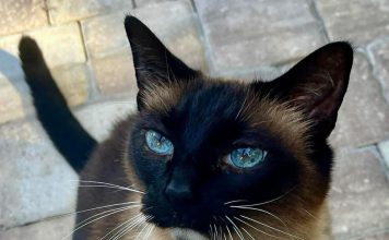 Meet Simba: April BFF of the Month, Mandarin NewsLine