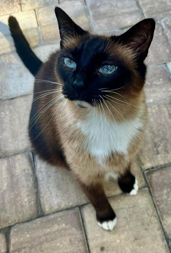 BFF Simba