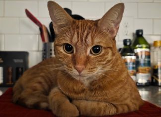 Meet Nora: February BFF of the Month, CreekLine Nora