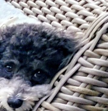 Meet Oliver: June BFF of the Month, CreekLine