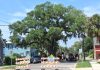 Crews close the road around Kate's Tree to carry out repair work on the historic live oak. Photo courtesy of the Amelia Tree Conservancy.