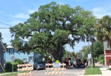 Amelia Tree Conservancy funds repair of historic Kate’s Tree Crews close the road around Kate's Tree to carry out repair work on the historic live oak. Photo courtesy of the Amelia Tree Conservancy.