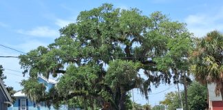 Crews close the road around Kate's Tree to carry out repair work on the historic live oak. Photo courtesy of the Amelia Tree Conservancy.