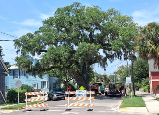 Crews close the road around Kate's Tree to carry out repair work on the historic live oak. Photo courtesy of the Amelia Tree Conservancy.